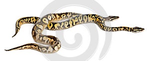 Male and female Pastel calico Royal Python