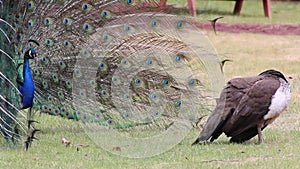 Male and Female Peacock Courtship Dance in Park Close Up