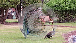 Male and Female Peacock Courtship Dance in Park Distance