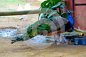 A Male and Female Peacock Drink Water