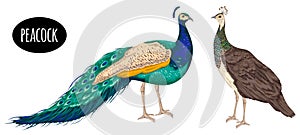 Male and female peacock on white background.