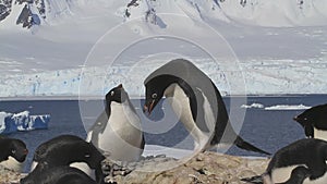 Male and female penguins Adelie greeting each other near a nest on the background of the glaciers