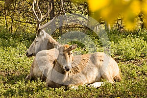 Male and Female Pere David Deer Resting