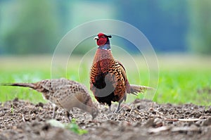 Male and female pheasant photo