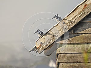 Male and Female Pied Kingfishers