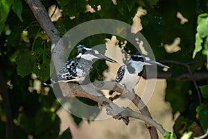 Male and female pied kingfishers on branch