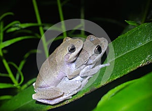 Male and female pinewoods tree frogs - Dryophytes femoralis - paired up in amplexus on swamp sunflower leaf photo