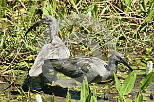 Pair of Male and Female Plumbeous Ibis photo