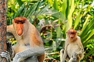 Male and female Proboscis Monkeys in the mangroves