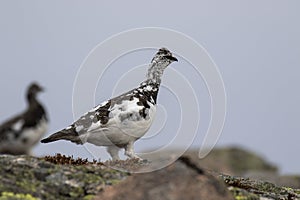 Ptarmigan Lagopus muta in spring moult perched and walking in the cairngorm national park, scotland photo