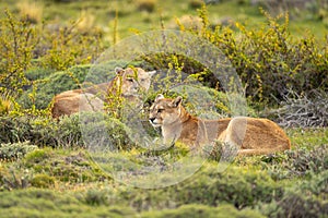 Male and female pumas lie in bushes photo