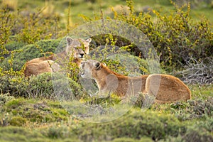Male and female pumas lie in undergrowth photo