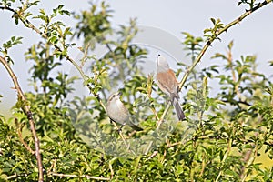 A male and female red-backed shrike Lanius collurio perched on a bush in Germany