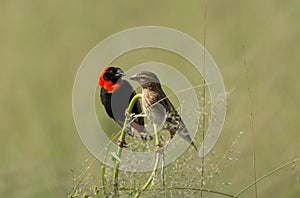 Male and Female Red Bishop Birds on perch