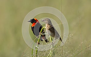 Male and Female Red Bishop Birds on perch