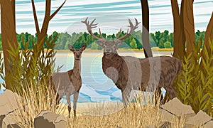 A male and female red deer stand on the bank of a river in a thicket of plants. Noble deer Cervus elaphus in the wild.
