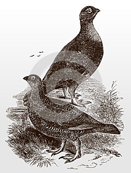 Male and female red grouse, lagopus scotica standing on the ground