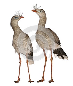 Male and Female Red-legged Seriema