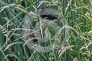 Male and Female Red-winged Blackbird
