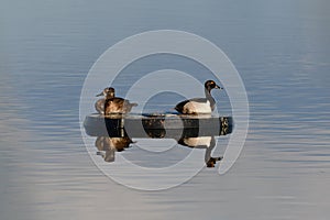 Male and female Ringed-neck duck on lake