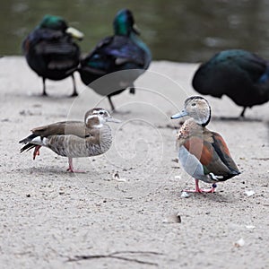 Male and female ringed teal Callonetta leucophrys