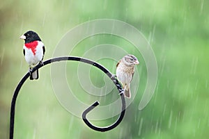 Male and Female Rose Breasted Grosbeak