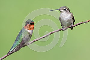 Male and Female Ruby-throated Hummingbird