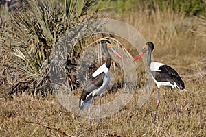 Male and Female Saddle-Billed Storks