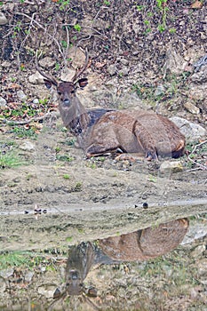 Male sambar deer - Rusa unicolor with mirror image in water in an indian forest photo
