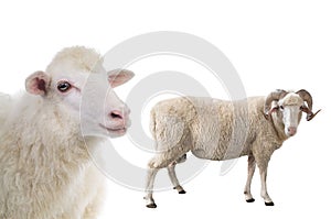 Male and female sheep isolated on white