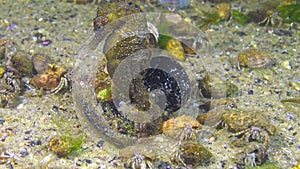 Male and female Short-snouted seahorse Hippocampus hippocampus at night on the seabed surrounded by hermit crabs, Black Sea