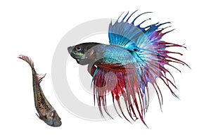 Male and female Siamese fighting fish in a courtship dance