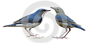 Male and female Siberian blue robin Larvivora cyane beautiful blue and white with pale grey bird isolated on white