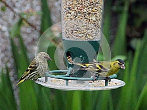 Male and female siskin on a bird feeder