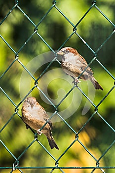 Male and female Sparrow sitting on a mesh fence. Blurred background.