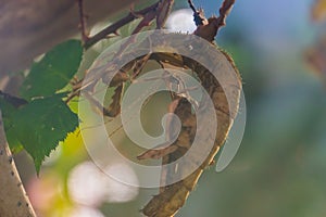 Male and female spiny leaf insect together, tropical walking stick specie from Australia