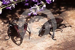The male and female stag beetle. Large insect on a wooden board and against the background of a lavender branch. Nature, fauna