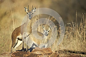 Male and female steenbok photo