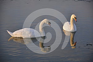 A male and female swan in winter