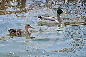 Male and female teal ducks