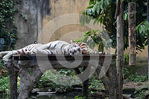 Male and female tiger in a romantic pose , in love moment at the Bali zoo park, Indonesia.