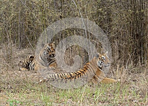 Male and Female tigers in courtship  at Tadoba Andhari Tiger Reserve,Maharashtra,India