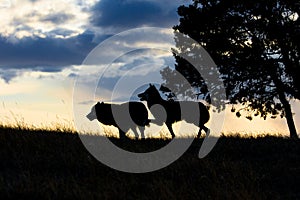 Male and female timber wolf at sunset