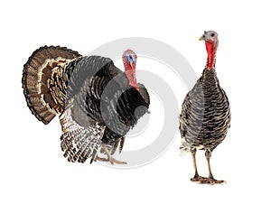 Male and female turkeys isolated on a white photo