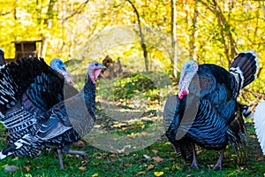 Male and female turkeys outdoors on grass