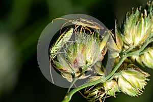 Male and female two-spot soft bugs on a blade of grass