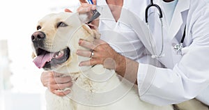 Male and female vet giving golden retriever pet dog a health check up