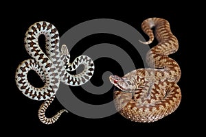 Male and female Vipera berus on black background