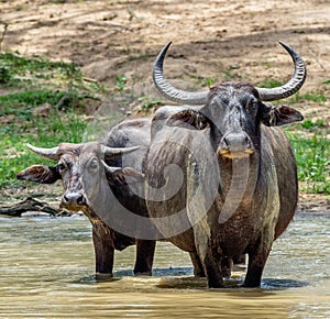 Male and female of water buffalos bathing in the pond