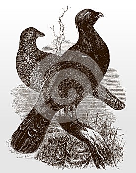 Male and female western capercaillie, tetrao urogallus sitting on a branch